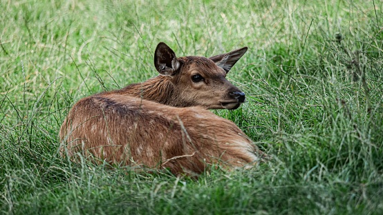 A beautiful spotted deer basking in the sun in a grassy meadow