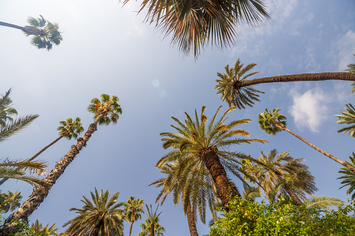 many palms on the beach on vacation and egypt