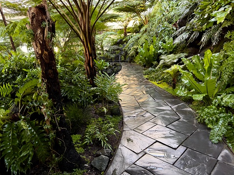 Paved path through lush green tropical plants.