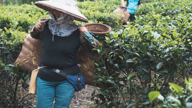 istock tea-plantation-daily-2 1495137214