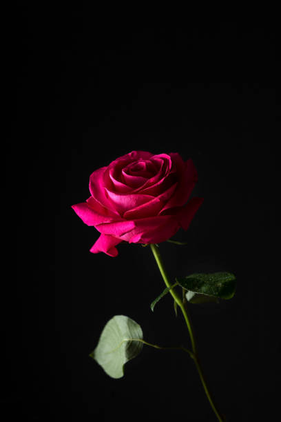 istock Bright red rose on a black background with a narrow light 1495139114