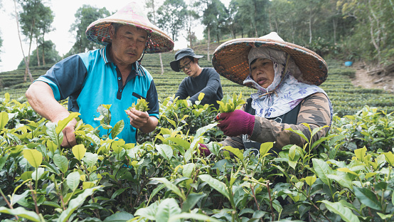 tea-plantation-daily-2