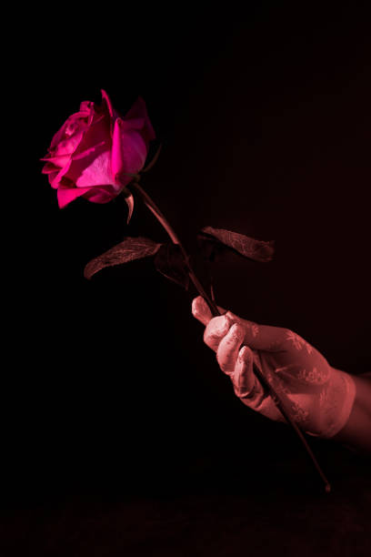 istock Bright red rose in a woman's hand on a black background with a narrow light 1495139166