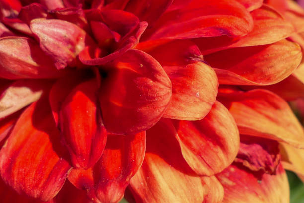 istock a close up of a red flower 1495139217