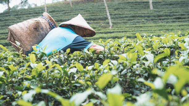 istock tea-plantation-daily-2 1495139409