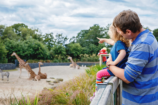 Cute adorable toddler girl and father watching and feeding giraffe in zoo. Happy baby child, daughter and dad, family having fun together with animals safari park on warm summer day. Ireland.
