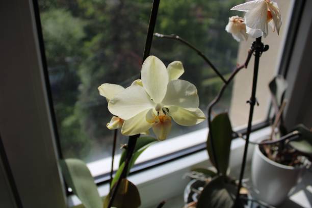 istock Pale yellowish orchid on a windowsill. 1495139972