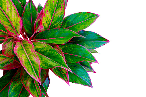Beauty foliage Aglaonema Siam Aurora with red and green leaves isolated on white background. Clipping path included