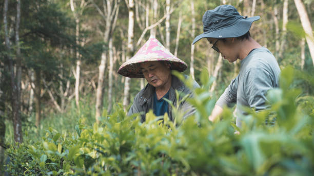 istock tea-plantation-daily-3 1495141879