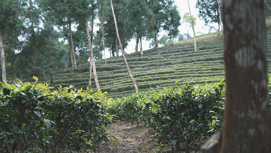 tea-plantation-daily-2