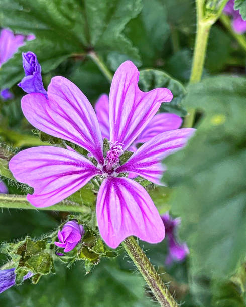 istock Flowers in my garden 1495142747