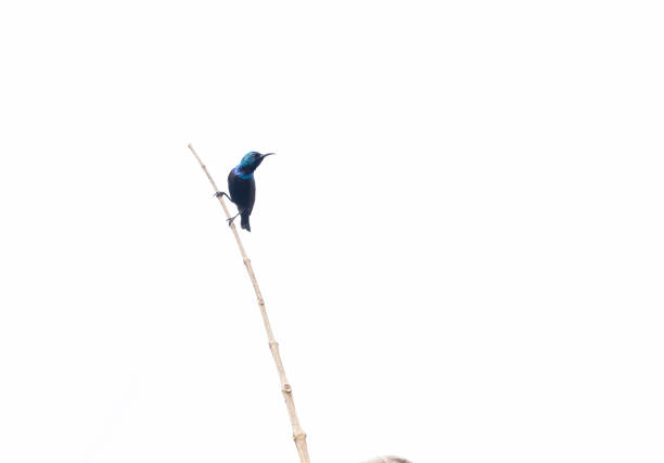 An Indian purple sunbird perching on a tree branch in white background