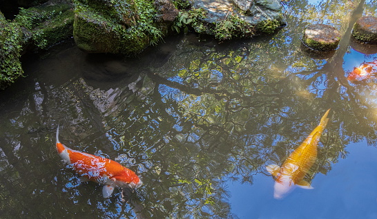 Big and brightly colored carp fishes in a small pond of a Japanese garden. Koi have a symbolic meaning in Feng Shui.