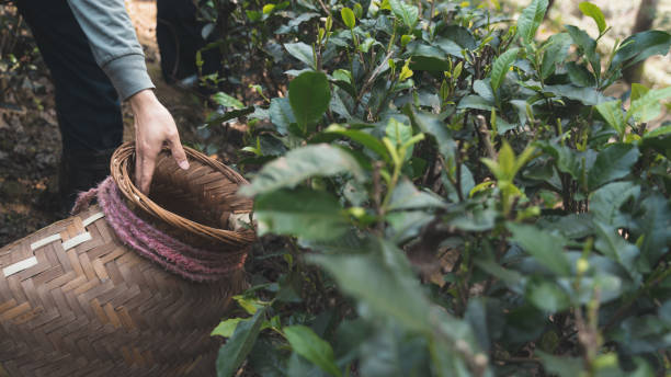 istock tea-plantation-daily-3 1495148084