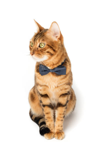 istock A cute red cat sits in a bow tie on a white background. 1495148773