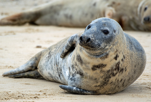 Close up of a Gray seal pup looking towards the camera