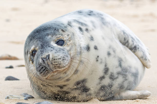 istock Close up of a Common seal 1495149141