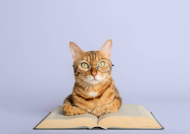 Smart Bengal cat and books on a white background. Preparation for school.