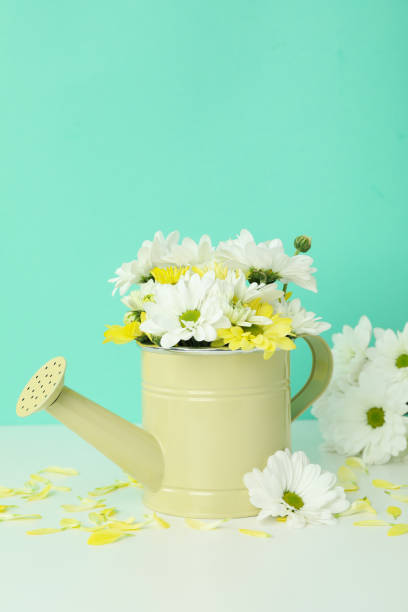 istock Watering can with chrysanthemums against mint background 1495149238