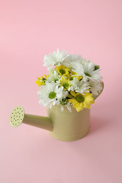 istock Watering can with chrysanthemums on pink background 1495149392