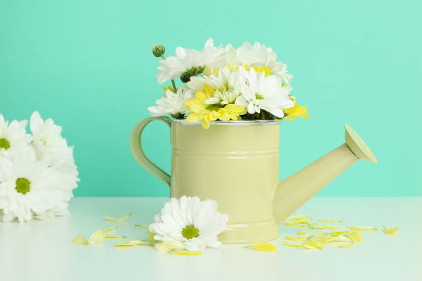 istock Watering can with chrysanthemums against mint background 1495149422