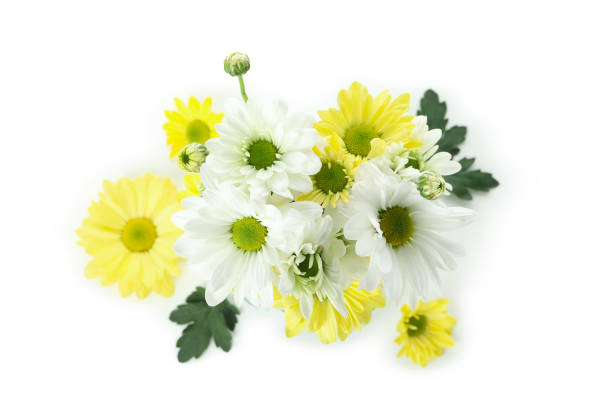 istock White and yellow chrysanthemums isolated on white background 1495149521