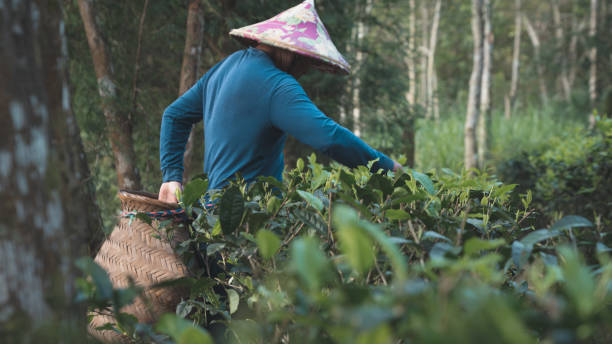 istock tea-plantation-daily-3 1495150238
