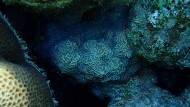 istock Larger star coral (Paramontastraea peresi) undersea, Red Sea 1495150372