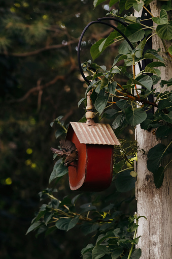 A baby house wren just out of the nest, which was in this birdhouse. Shot with a Canon 5D Mark lV.