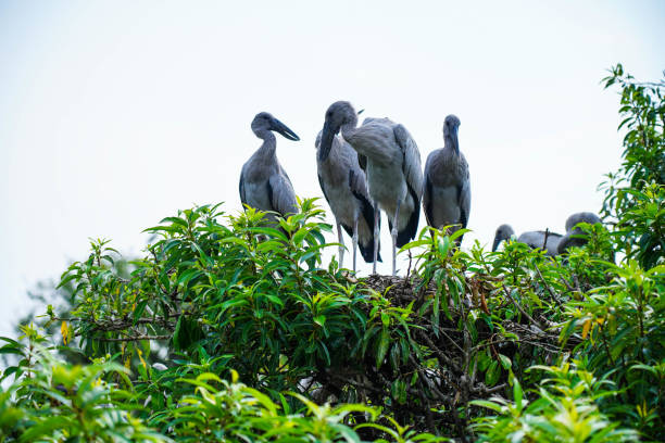 istock Asian openbill or Asian openbill storks at Ranganathittu birds sanctuary , Mandya, Karnataka 1495152328