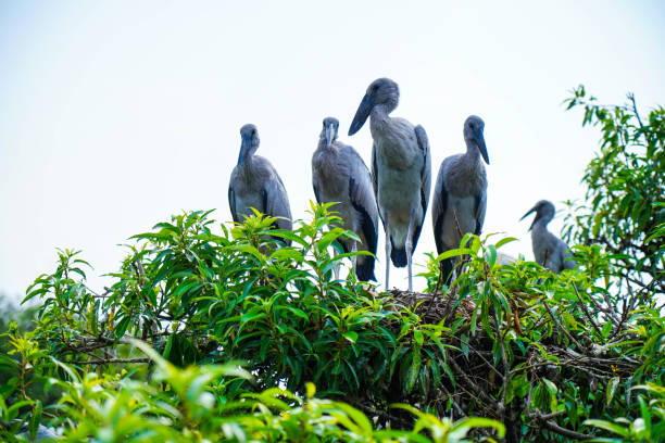 Asian openbill or Asian openbill storks at Ranganathittu birds sanctuary , Mandya, Karnataka