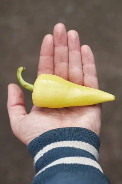 Photo of yellow chili on the palm of a hand with blurred background