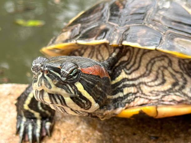 istock Red-Eared Slider turtle portrait 1495153839