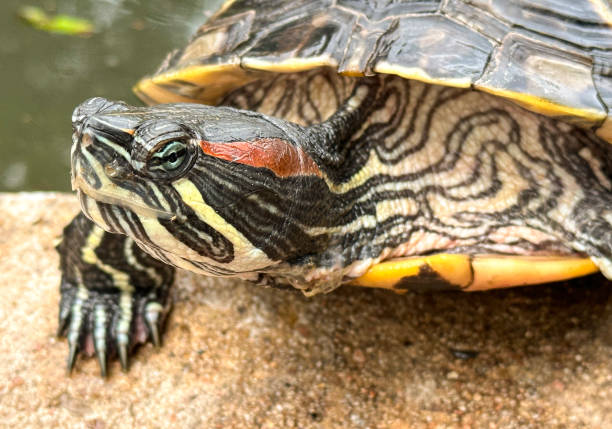 istock Red-Eared Slider turtle portrait 1495153846