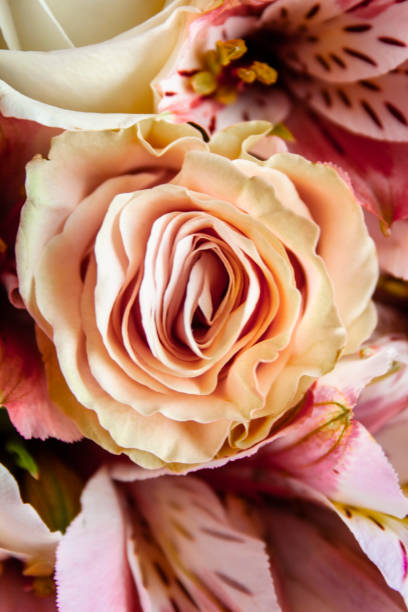 istock Pink button rose in fresh flower bouquet 1495154619