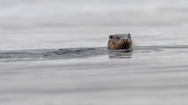 istock European otter, Mull, Scotland 1495157056