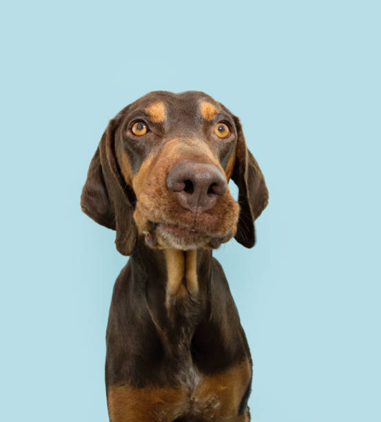 istock Portrait doberman pinscher mixed breed making an angry face. Isolated on blue pastel background 1495158506