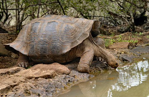 The Galapagos giant tortoise is one of the most famous animals of the Islands, with the Archipelago itself being named after them (Galapágo is an old Spanish word for tortoise).