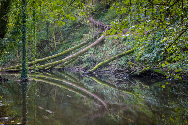 Tranquil scene at Frome Valley Walkway in Bristol, England with river Frome