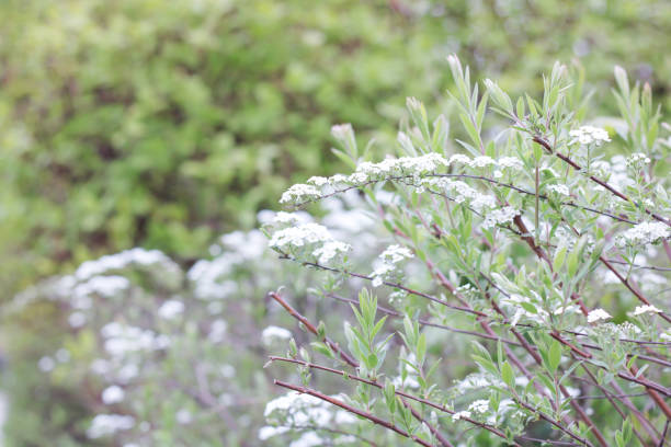 istock Background of small white flowers and field grass 1495160198