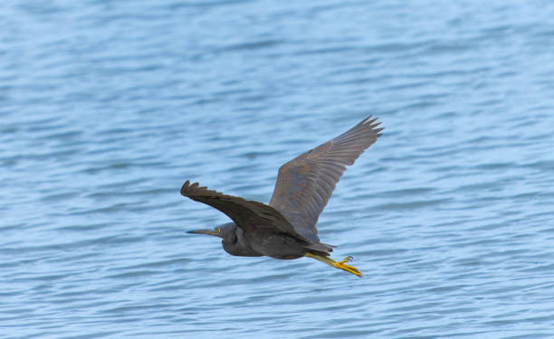 Pacific Reef heron in flight Pacific Reef heron in flight over water. egretta sacra stock pictures, royalty-free photos & images