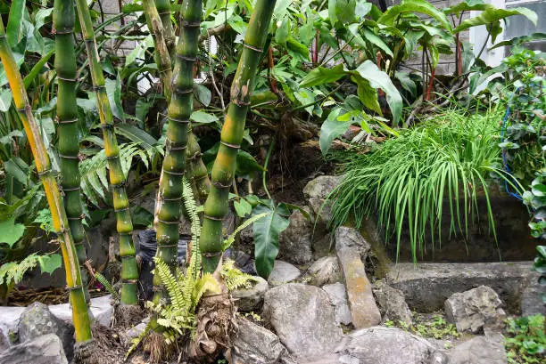 Bambusa ventricosa is a species of bamboo, known as Buddha Belly Bamboo, is a decorative evergreen bamboo with swollen or bulging inter-nodes