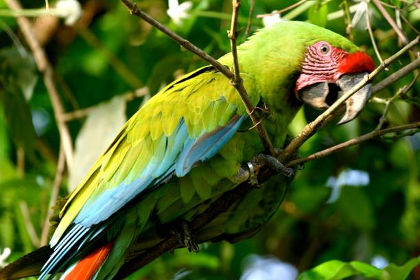 istock Closeup of a green tropical parrot perched on a tree branch 1495163283