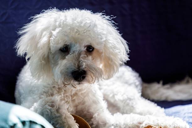 istock Closeup of a white poodle lying on a comfortable blanket 1495163302