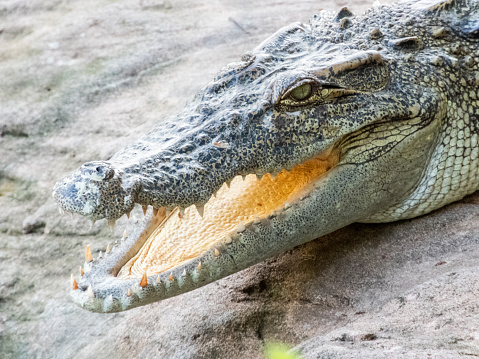 Freshwater crocodiles are freshwater mammals that live in freshwater areas or freshwater marshes in Thailand. It looks different from saltwater crocodiles are large enough to live in freshwatercloseup