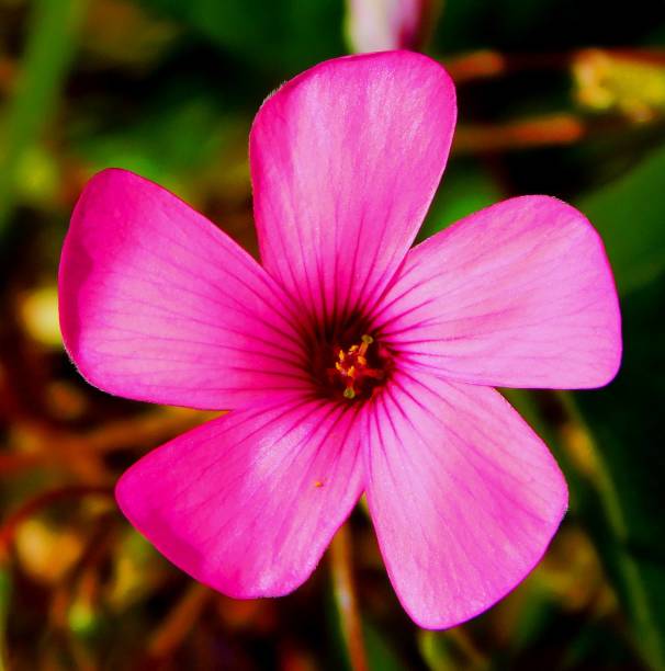 istock flower of oxalis with a pattern of torke 1495165192