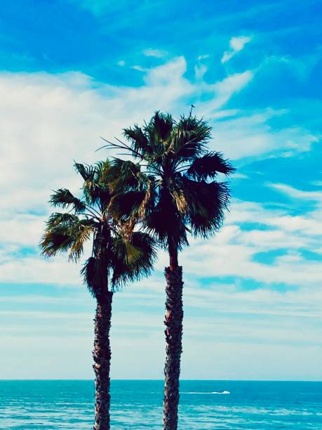 istock Palm Trees by the Sea 1495165714