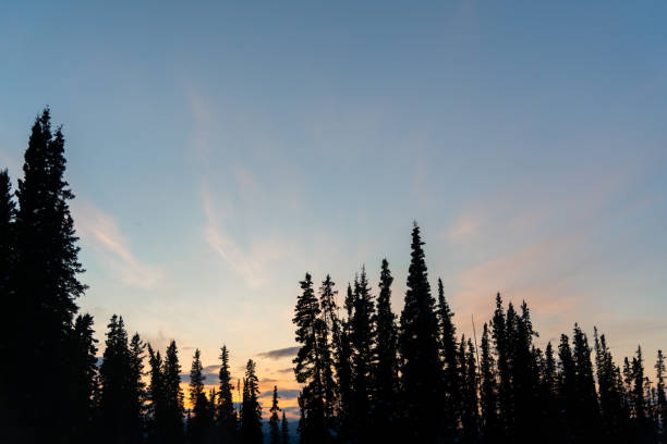 istock Boreal forest sunset in Yukon Territory, Canada 1495165742
