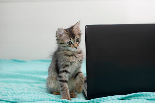 Funny striped kitten is sitting on a laptop keyboard and looking at the camera. Copy space. A cute kitten is lying on the bed next to the computer. Freelance, remote online work and education.