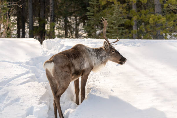 Wild Caribou seen along the Alaska Highway in Spring time with blurred background. Reindeer seen in wild, nature, wilderness environment in arctic, northern Canada.